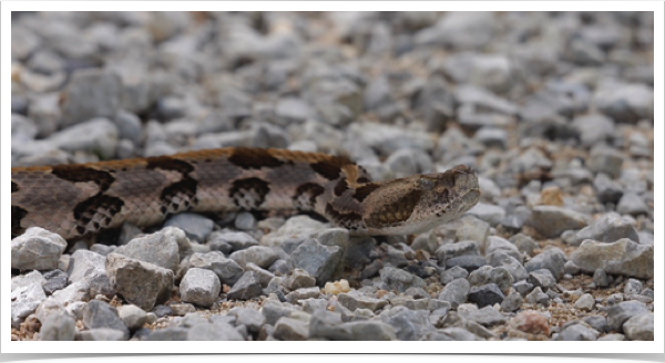 Timber Rattlesnake